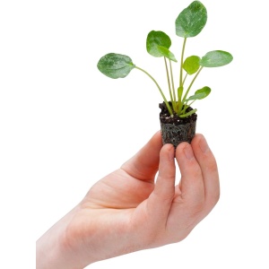 PLNTS - Baby Pilea Peperomioides Sugar® (Ufoplant) - Kamerplant - Stekplantje 2 cm - Hoogte 15 cm