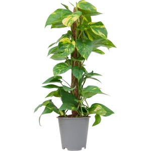 PLNTS - Scindapsus Epipremnum (Drakenklimop) - Kamerplant - Kweekpot 19 cm - Hoogte 80 cm