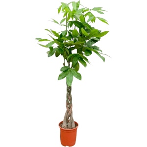 Pachira Aquatica (Geldboom) -