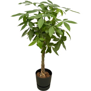 Pachira Aquatica (Geldboom) + elho Greenville Round - Zwart