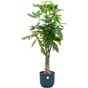 Pachira Aquatica (Geldboom) + elho Vibes Fold Round - Blauw