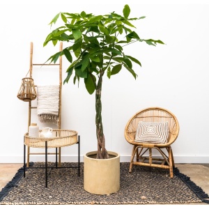 Pachira aquatica - 180cm - ⌀30