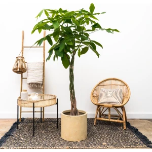 Pachira aquatica - 180cm - ⌀30