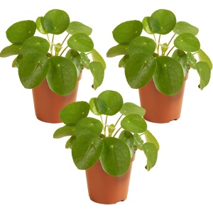 Pannenkoekplant | Pilea 'Peperomioides' voor 3 stuks - Kamerplant in kwekerspot ⌀12 cm - 10-15 cm