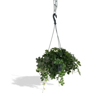 Parthenocissus Striatha Hang - Wilde wingerd - 15cm - ⌀15
