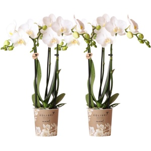 Phalaenopsis Combinatie van 2 Witte Orchideeën - Amabilis -35cm -⌀9 Bloeiende Kamerplant -Sierplantenshop