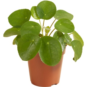 Pilea 'Peperomioides' - Pannenkoekplant - Kamerplant - Groene plant voor binnen - ⌀12 cm - 10-15 cm