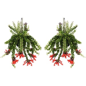 Plant in a Box - Aeschynantus Twister - Set van 2 - Lipstickplant - Groene hangplant - Pot 15cm - Hoogte 20-30cm