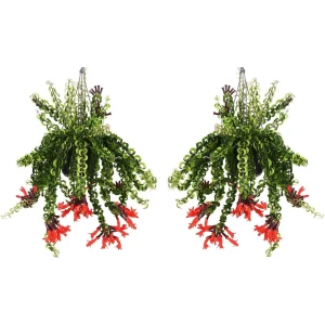 Plant in a Box - Aeschynantus Twister - Set van 2 - Lipstickplant - Groene hangplant - Pot 15cm - Hoogte 20-30cm