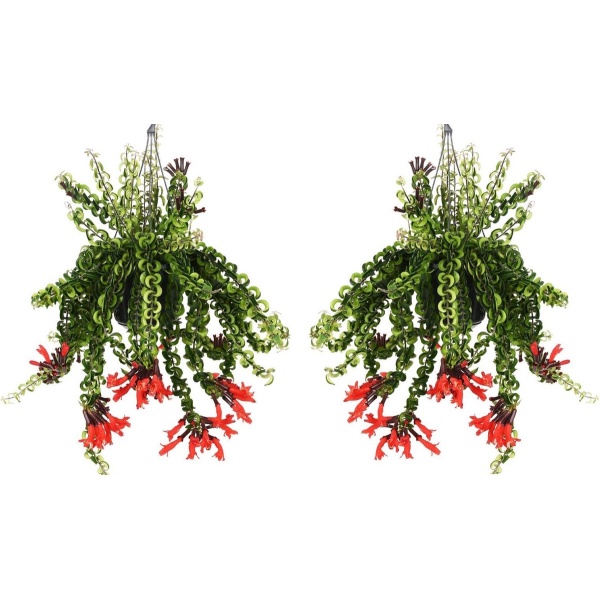 Plant in a Box - Aeschynantus Twister - Set van 2 - Lipstickplant - Groene hangplant - Pot 15cm - Hoogte 20-30cm