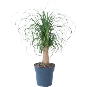 Plant in a Box - Beaucarnea recurvata - Bijzondere kamerplant met robuuste stam - Olifantspoot - Pot 21cm - Hoogte 60-70cm