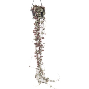 Plant in a Box - Ceropegia Woodii - Chinees Lantaarnplantje - Pot 14cm - Hoogte 20-30cm