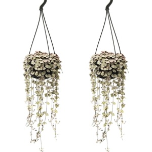 Plant in a Box - Ceropegia Woodii - Set van 2 Chinese Lantaarnplantjes - Pot 14cm - Hoogte 20-30cm