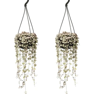 Plant in a Box - Ceropegia Woodii - Set van 2 Chinese Lantaarnplantjes - Pot 14cm - Hoogte 20-30cm