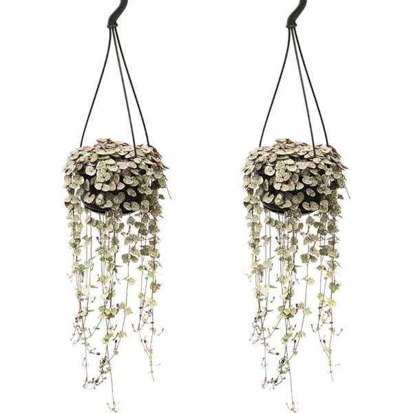 Plant in a Box - Ceropegia Woodii - Set van 2 Chinese Lantaarnplantjes - Pot 14cm - Hoogte 20-30cm