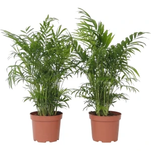 Plant in a Box - Chamaedorea elegans - Mexicaanse dwergpalm - Compact groeiende groene palm - Set van 2 -Pot 17cm - Hoogte 50-60cm