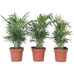 Plant in a Box - Chamaedorea elegans - Set van 3 - Kamerplanten - Dwergpalmen - Top 12cm - Hoogte 30-40cm