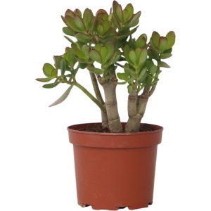 Plant in a Box - Crassula ovata Minor - Vetplant - Kamerplant - Pot 17cm - Hoogte 30-35cm