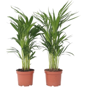 Plant in a Box - Dypsis Lutescens - Set van 2 - Areca - Goudpalm - Luchtzuiverende groene kamerplant - Pot 17cm - Hoogte 60-70cm