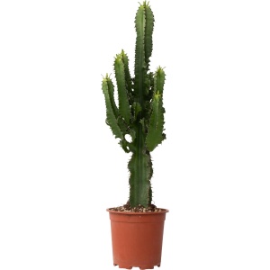 Plant in a Box - Euphorbia Ingens - Cowboy Cactus - kamerplant - Pot 17cm - Hoogte 50-60cm