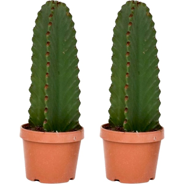 Plant in a Box - Euphorbia Ingens 'cowboycactus' - Set van 2 - cactus - pot 18cm - hoogte 40-50cm