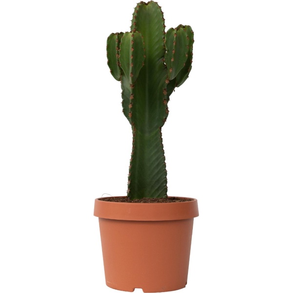 Plant in a Box - Euphorbia Ingens 'cowboycactus' XL - cactus - pot 24cm - hoogte 85-95cm