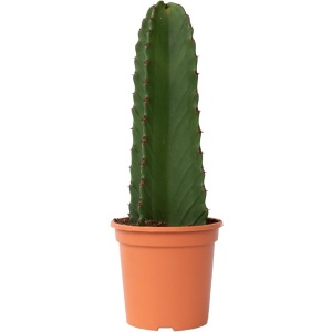 Plant in a Box - Euphorbia Ingens 'cowboycactus' - cactus - pot 18cm - hoogte 40-50cm