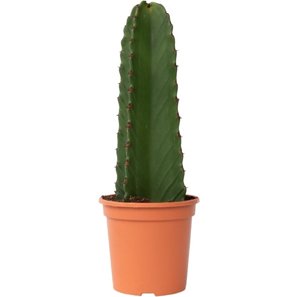 Plant in a Box - Euphorbia Ingens 'cowboycactus' - cactus - pot 18cm - hoogte 40-50cm