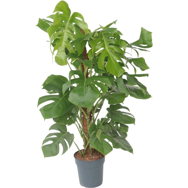 Plant in a Box - Monstera Deliciosa - Gatenplant - Groene kamerplant - Pot 24cm - Hoogte 120-130cm