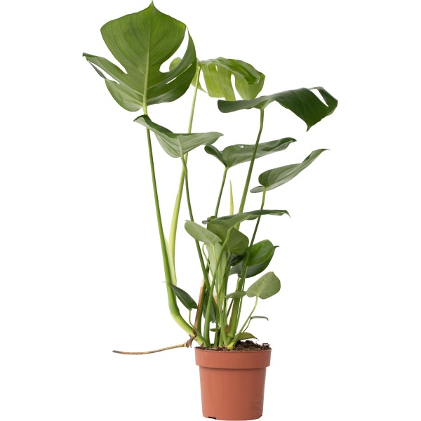 Plant in a Box - Monstera Deliciosa - Gatenplant - Kamerplant - Pot 17cm - Hoogte 50-60cm