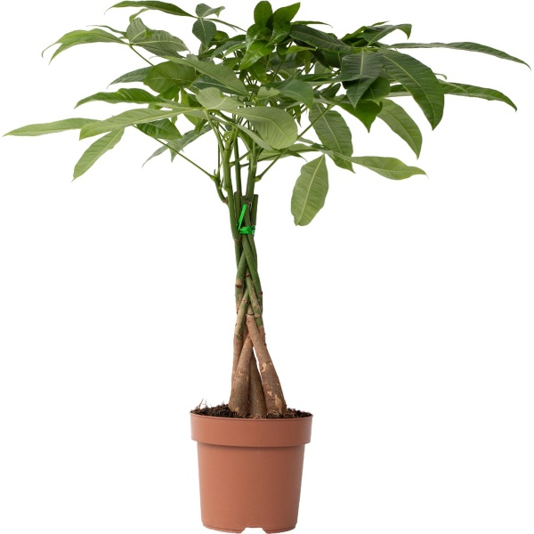 Plant in a Box - Pachira Aquatica - Kamerplant - Geldboom - Pot 17cm - Hoogte 60-70cm