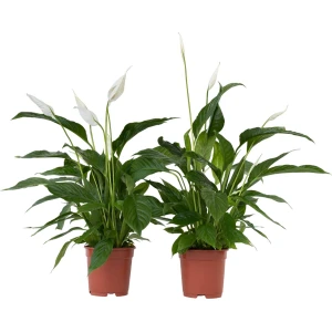 Plant in a Box - Spathiphyllum Lima - Set van 2 - Luchtzuiverende kamerplant - Pot 17cm - Hoogte 60-75cm