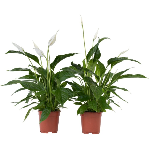 Plant in a Box - Spathiphyllum Lima - Set van 2 - Luchtzuiverende kamerplant - Pot 17cm - Hoogte 60-75cm