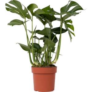 Plant in a Box - XL Monstera Deliciosa - Gatenplant - Pot 21cm - Hoogte 70-80cm