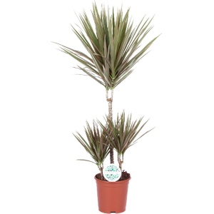 Plantenboetiek.nl | Dracaena Bicolor - ⌀21cm - 95cm hoog - Kamerplant - Groenblijvend