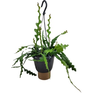 Plantenboetiek.nl | Epiphyllum Anguliger - ⌀14cm - 35cm hoog - Kamerplant - Groenblijvend - Cactus & Vetplanten