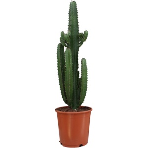 Plantenboetiek.nl | Euphorbia Acrurensis - ⌀24cm - 95cm hoog - Kamerplant - Groenblijvend - Cactus & Vetplanten