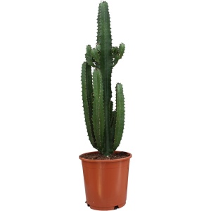 Plantenboetiek.nl | Euphorbia Trigona Rubra - Kamerplant - Hoogte 90cm - Potmaat 24cm
