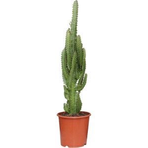 Plantenboetiek.nl | Euphorbia Trigona - ⌀17cm - 70cm hoog - Kamerplant - Groenblijvend - Cactus & Vetplanten