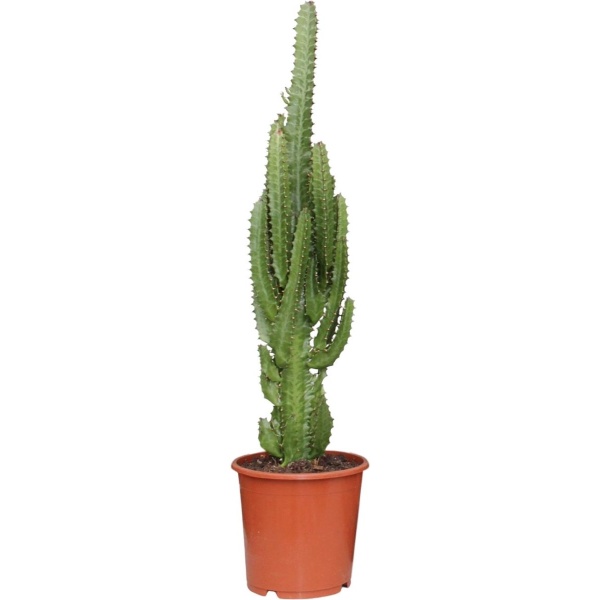 Plantenboetiek.nl | Euphorbia Trigona - ⌀17cm - 70cm hoog - Kamerplant - Groenblijvend - Cactus & Vetplanten