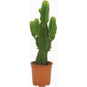 Plantenboetiek.nl | Euphorbia ingens - ⌀21cm - 60cm hoog - Kamerplant - Groenblijvend - Cactus & Vetplanten