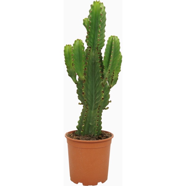 Plantenboetiek.nl | Euphorbia ingens - ⌀21cm - 60cm hoog - Kamerplant - Groenblijvend - Cactus & Vetplanten