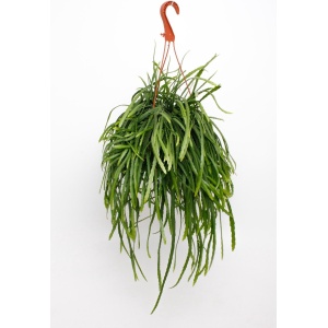 Plantenboetiek.nl | Lepismium Bolivianum - ⌀17cm - 25cm hoog - Kamerplant - Groenblijvend