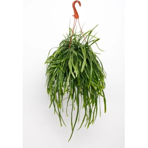 Plantenboetiek.nl | Lepismium Bolivianum - ⌀17cm - 25cm hoog - Kamerplant - Groenblijvend
