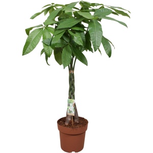 Plantenboetiek.nl | Pachira Aquatica - ⌀ 24cm - Hoogte 120cm