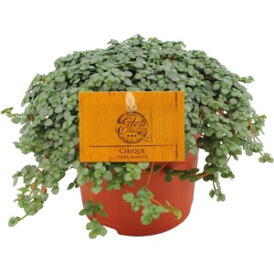 Plantenboetiek.nl | Pilea Glauca - ⌀11cm - 15cm hoog - Kamerplant - Groenblijvend