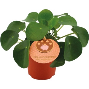 Plantenboetiek.nl | Pilea Peperomioides - ⌀10,5cm - 15cm hoog - Kamerplant - Groenblijvend