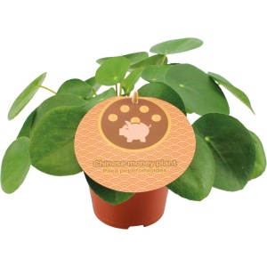 Plantenboetiek.nl | Pilea Peperomioides - ⌀12cm - 20cm hoog - Kamerplant - Groenblijvend