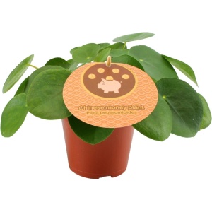 Plantenboetiek.nl | Pilea Peperomioides - ⌀12cm - 20cm hoog - Kamerplant - Groenblijvend
