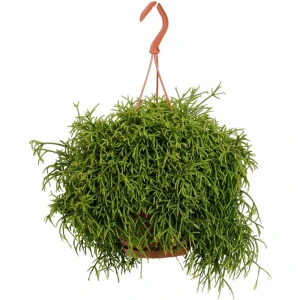 Plantenboetiek.nl | Rhipsalis Baccifera Oasis - Kamerplant - Hoogte 45cm - Potmaat 17cm